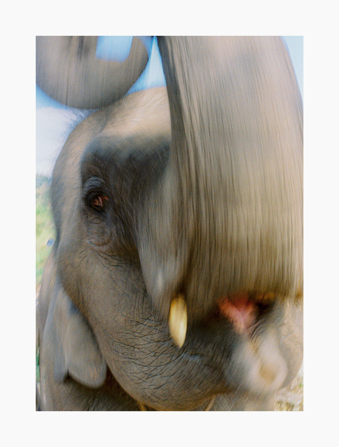 Gentle Giants of Chiang Mai