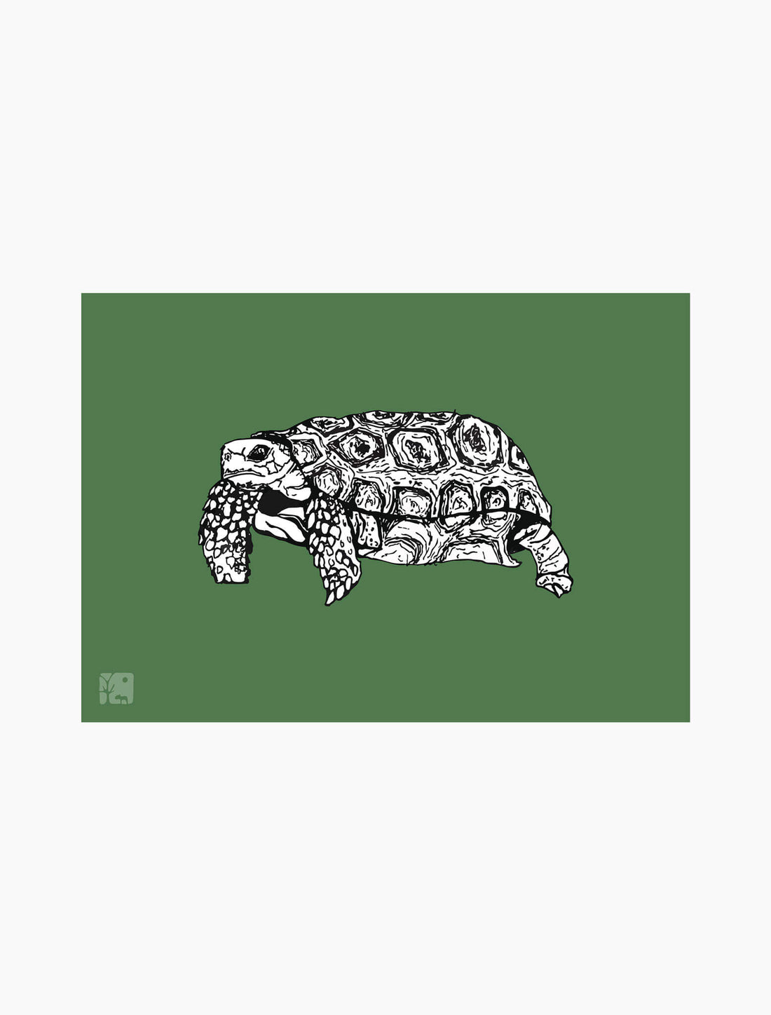 Tortoise